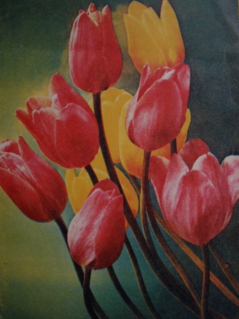 Старые советские открытки - Цветы