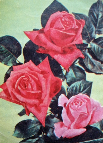 Старые советские почтовые открытки - "Розы"