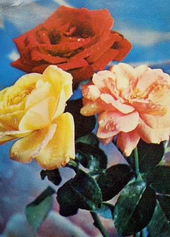 Старые советские почтовые открытки - "Розы"