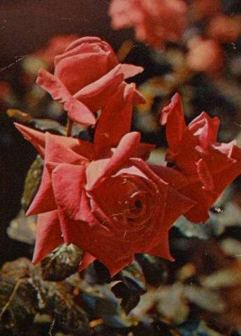 Советские открытки - Розы