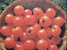 Фаршированные томаты, Тюльпаны из томатов