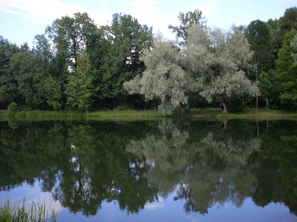 Колонистский пруд в Пушкине