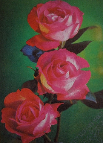 Советские почтовые открытки "Поздравляю!" 