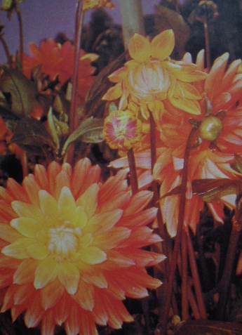 Старые советские открытки - Цветы