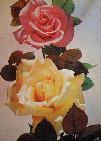 Советские открытки - Розы